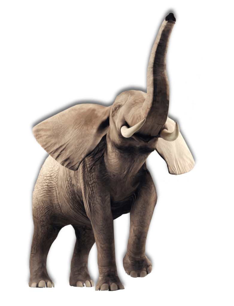 image of an elephant